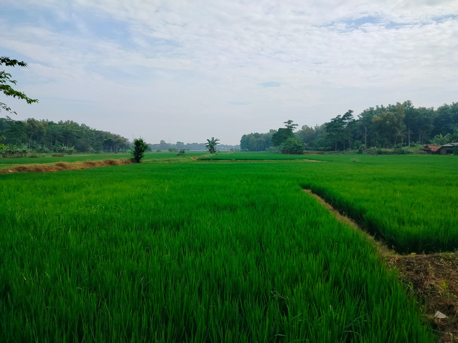 Cegah Kerugian Petani, Ribuan Hektar Sawah di Purwakarta Diasuransikan